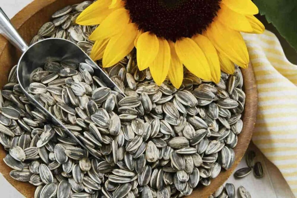بزر دوار الشمس محمص مالح